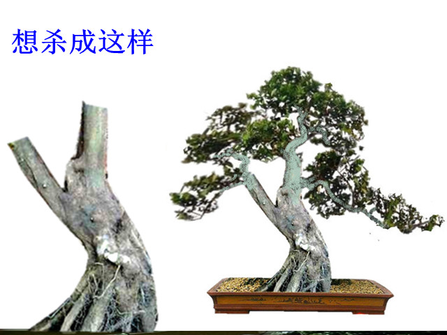A.jpg
