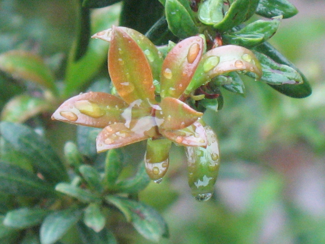 IMG_6916.JPG