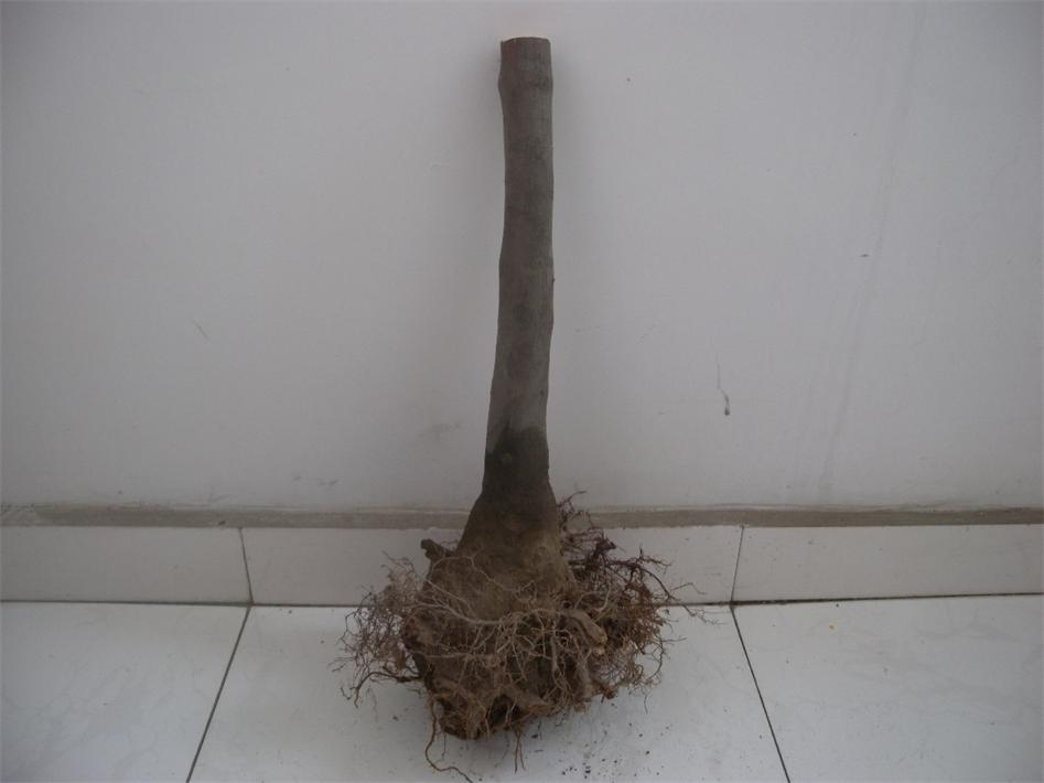 DSCN7142.jpg