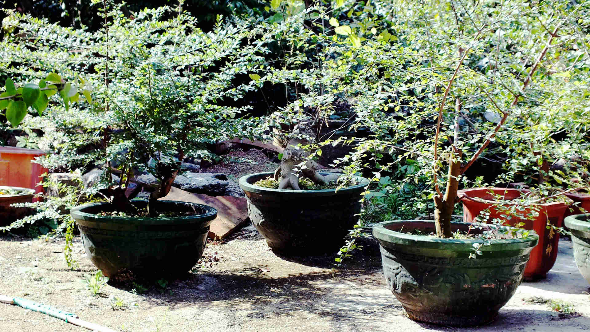 Ƭ 004.jpg