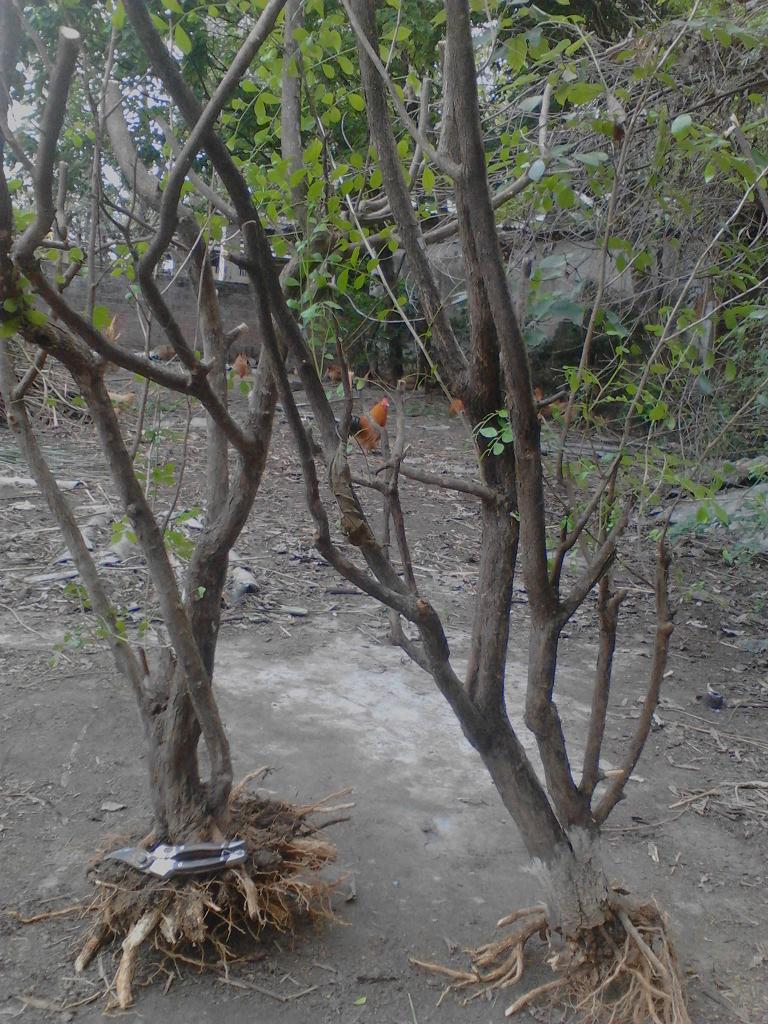 IMG_20131116_144524.jpg