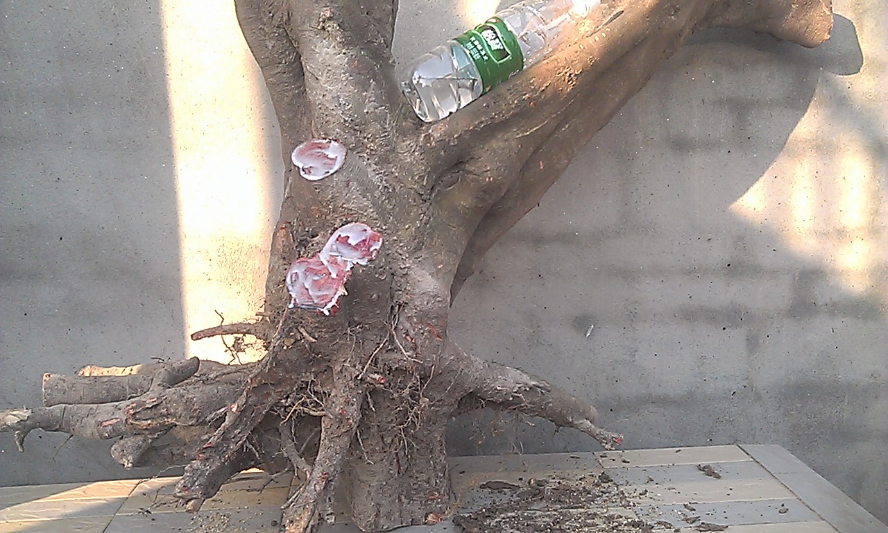 IMAG6088.jpg