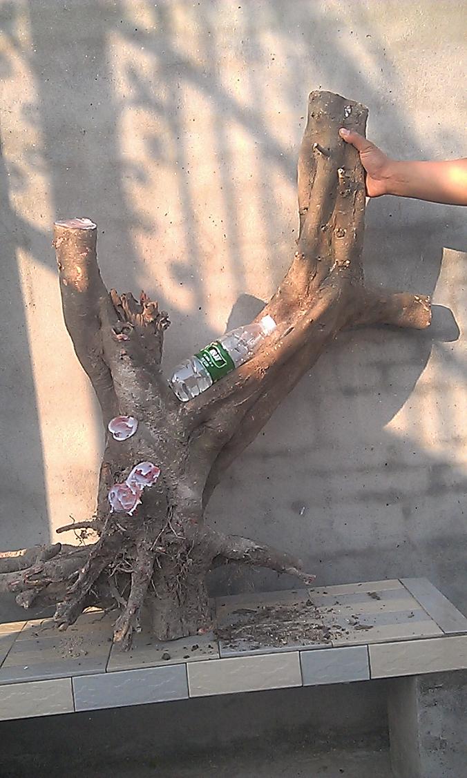 IMAG6089.jpg