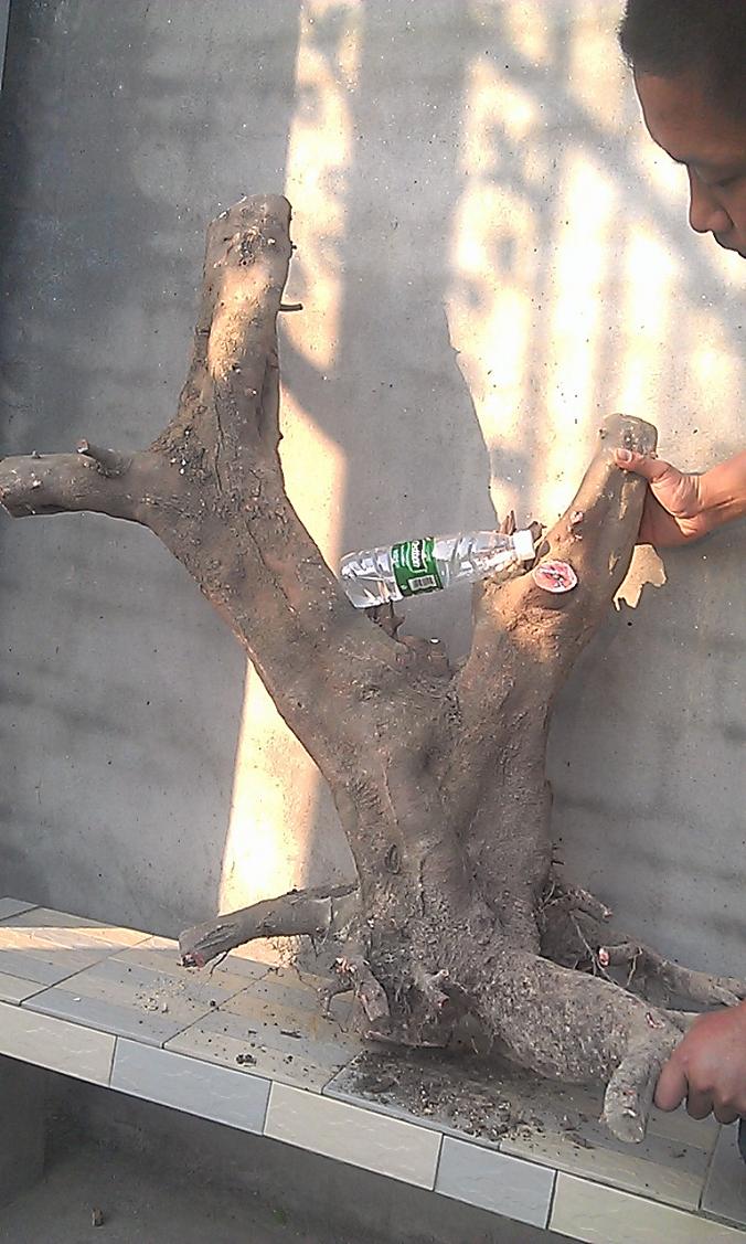 IMAG6094.jpg