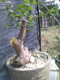 IMG0255A.jpg