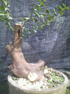 IMG0253A.jpg