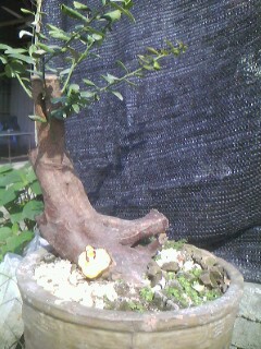 IMG0254A.jpg