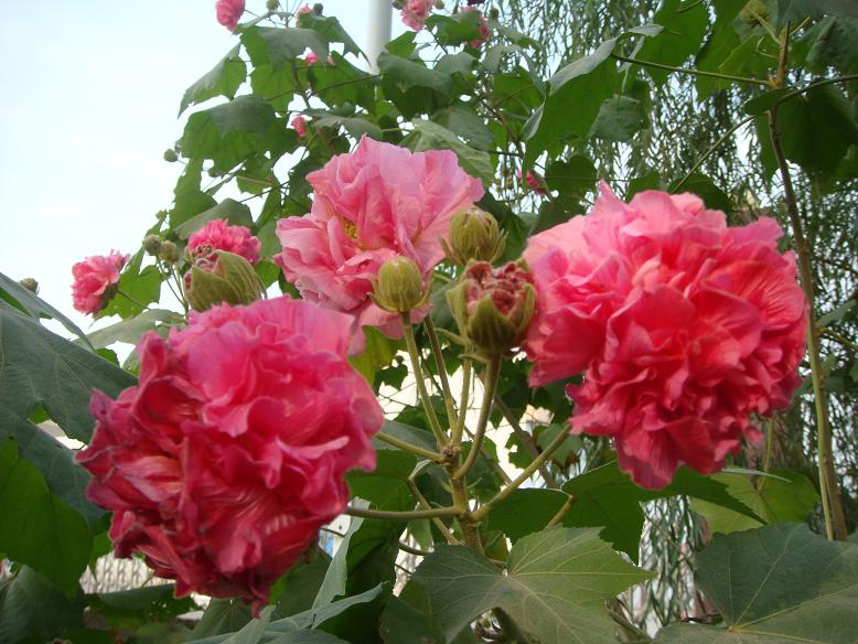 DSC05744.JPG