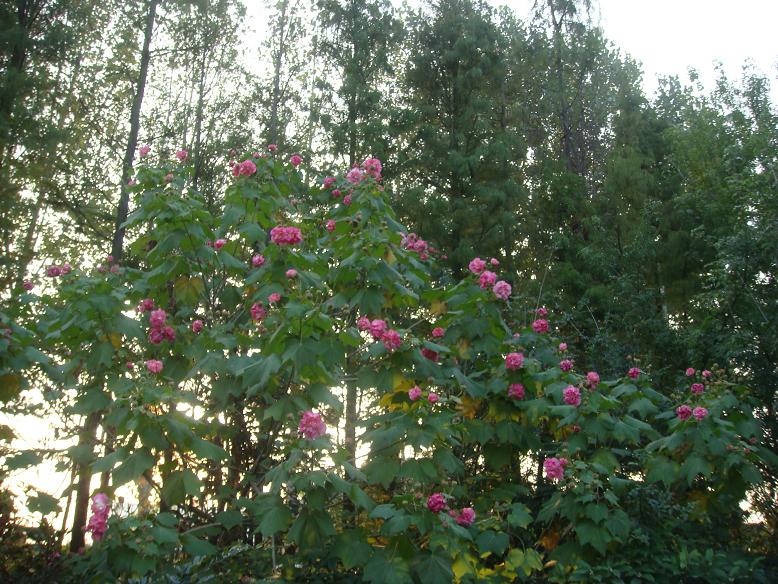 DSC05876.JPG