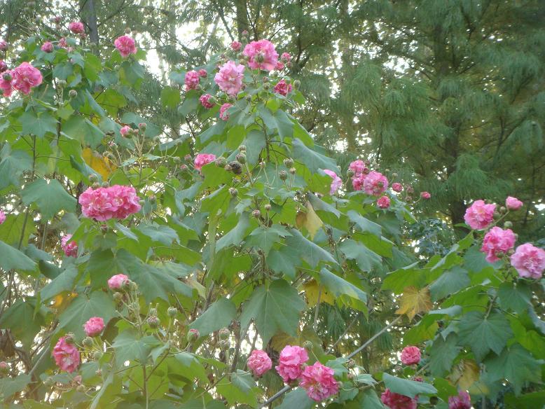 DSC05877.JPG
