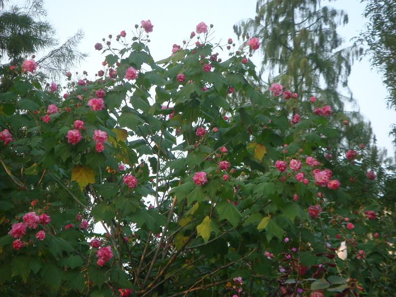 DSC05878.JPG