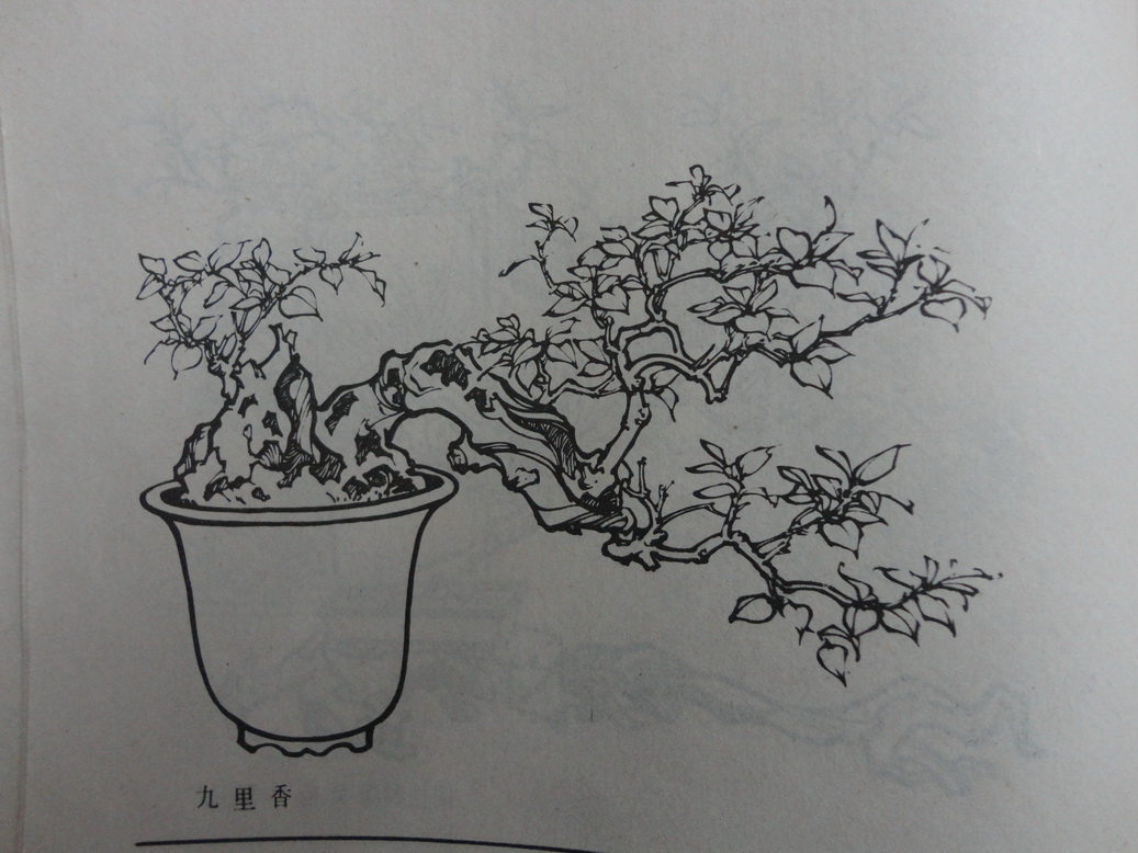 DSC00383_С.JPG