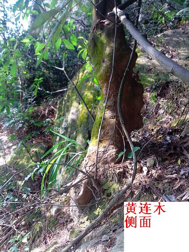 IMG_20131123_130835.jpg