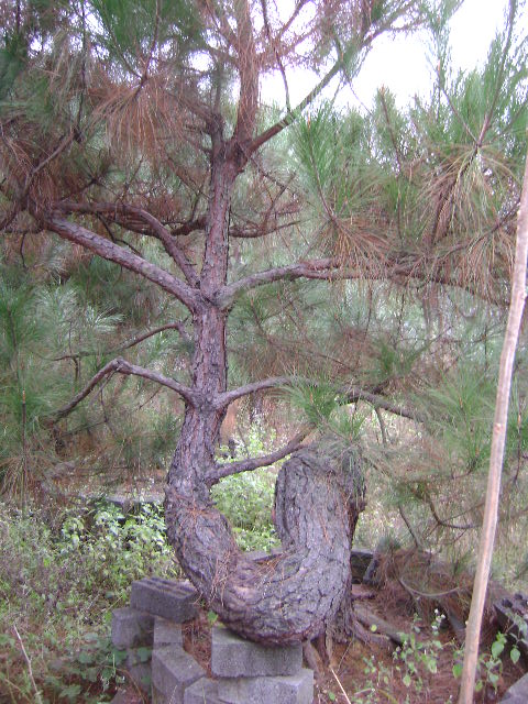 DSC03540.JPG