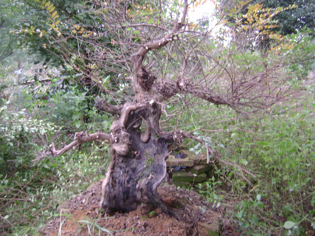 DSC03537.JPG