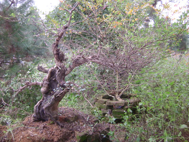DSC03538.JPG