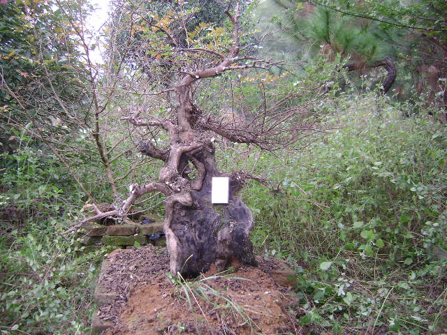 DSC03539.JPG