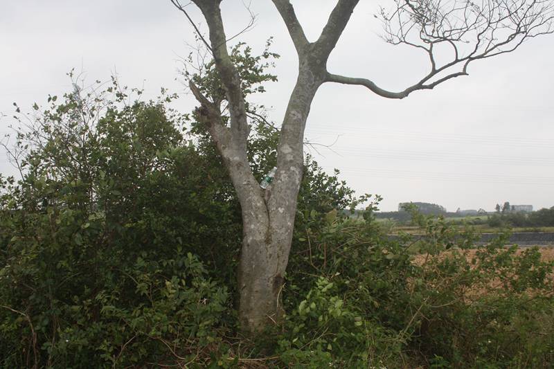 Ƭ20131026ۺ 377.jpg