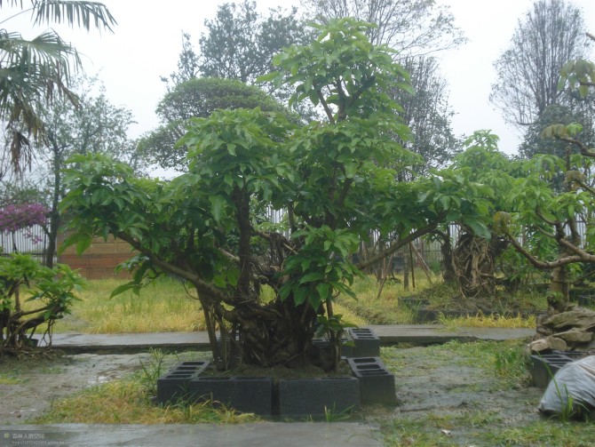 psb (2).jpg