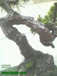 IMG0259A.jpg