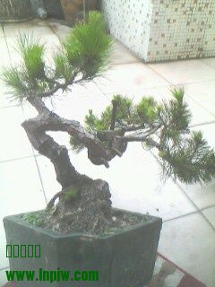 IMG0256A.jpg