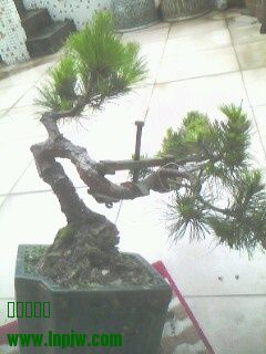 IMG0257A.jpg