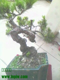 IMG0258A.jpg