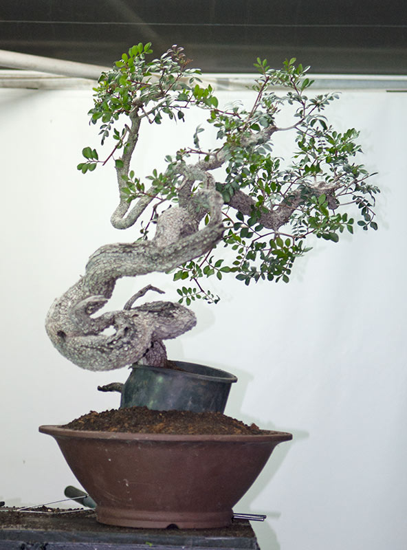 dsc_5310.jpg