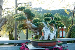 _MG_9318.JPG