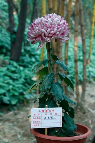 _MG_9455.JPG