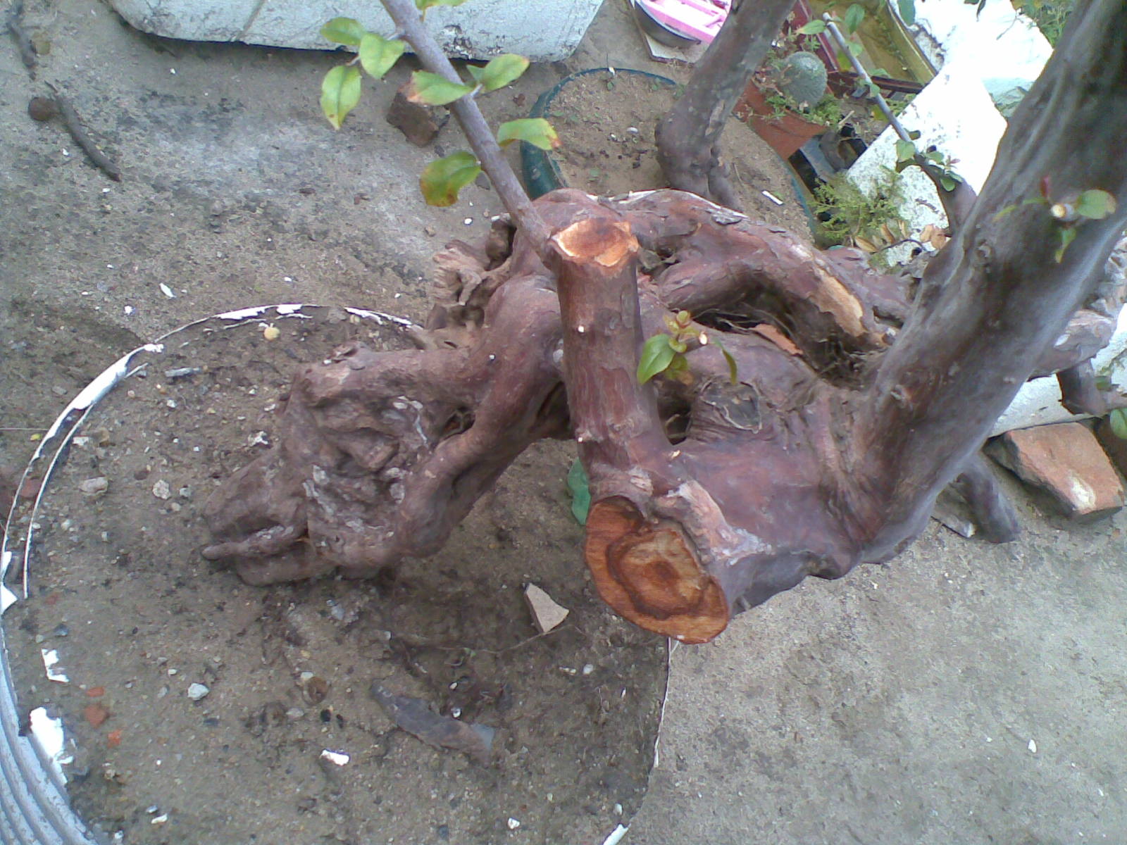 20131128(006).jpg
