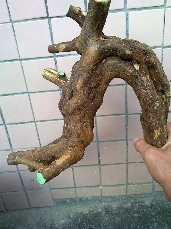 Ƭ698.jpg