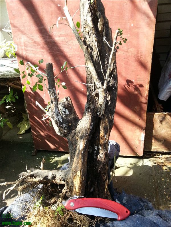 20131125_130315.jpg