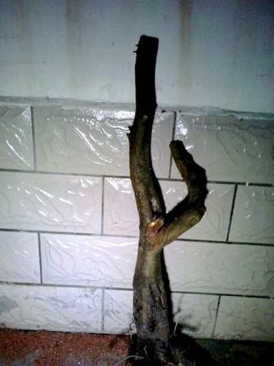 20131027_194050_.jpg