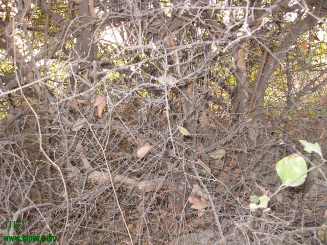 IMG_0792.JPG