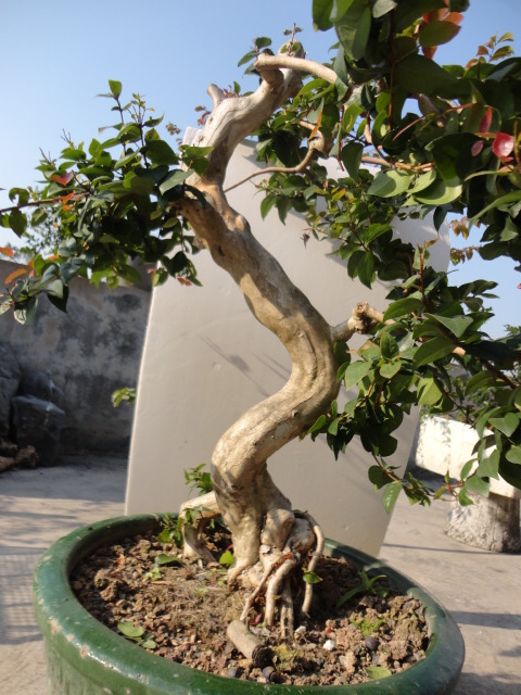 DSC01735.JPG