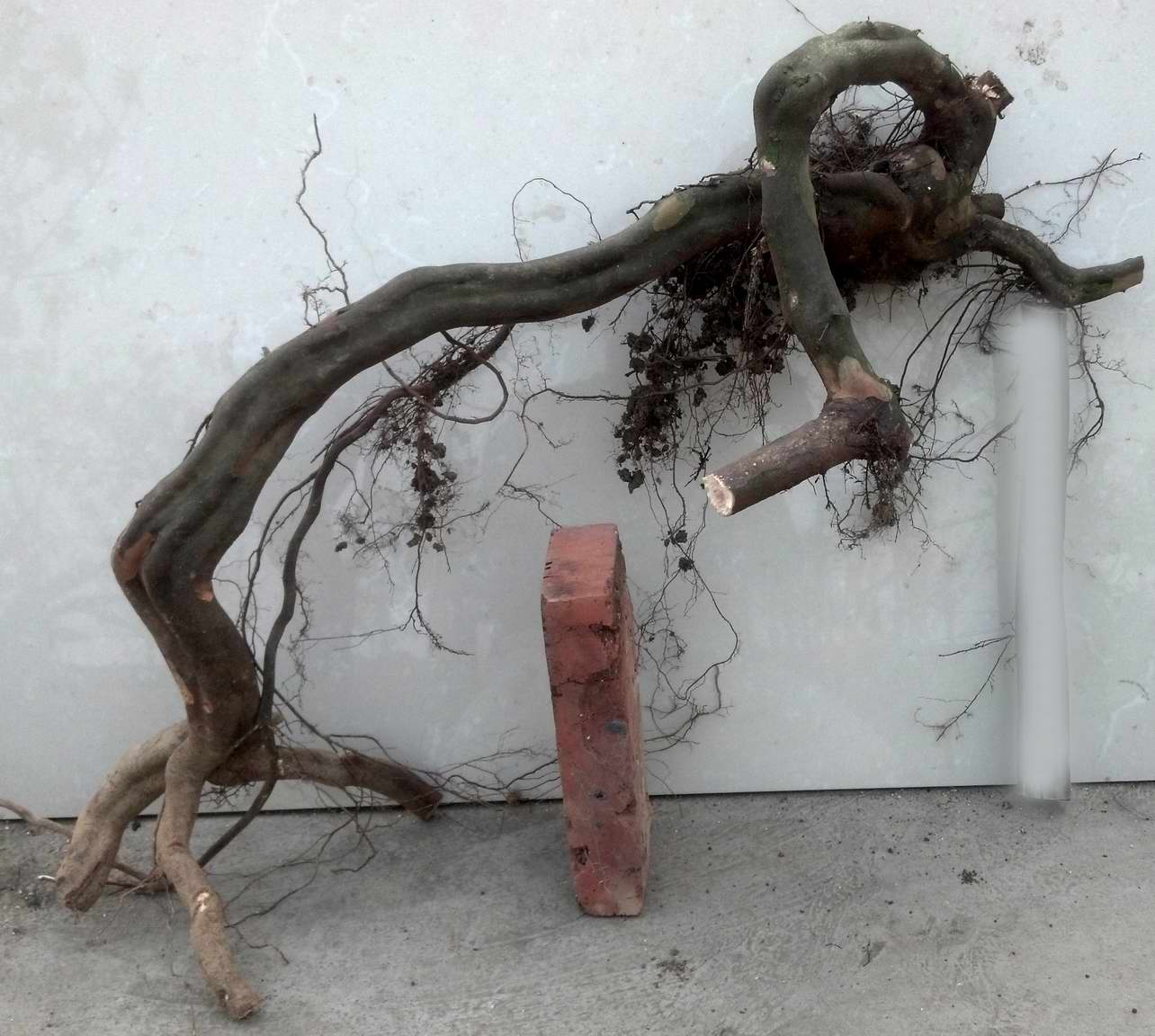 ȸ