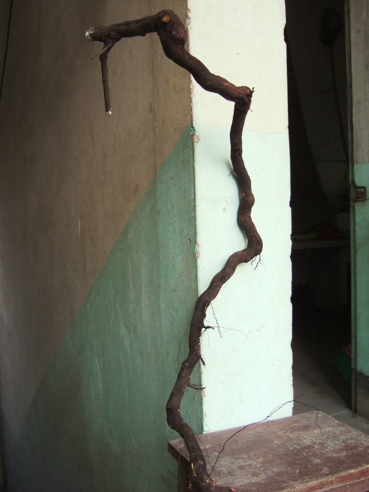 DSCF4532.JPG