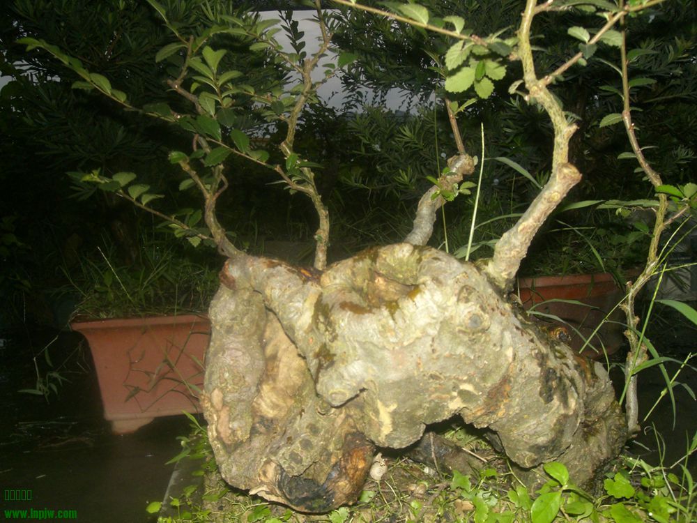 CIMG8595_.jpg