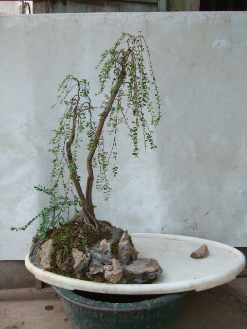 DSCF0002.JPG