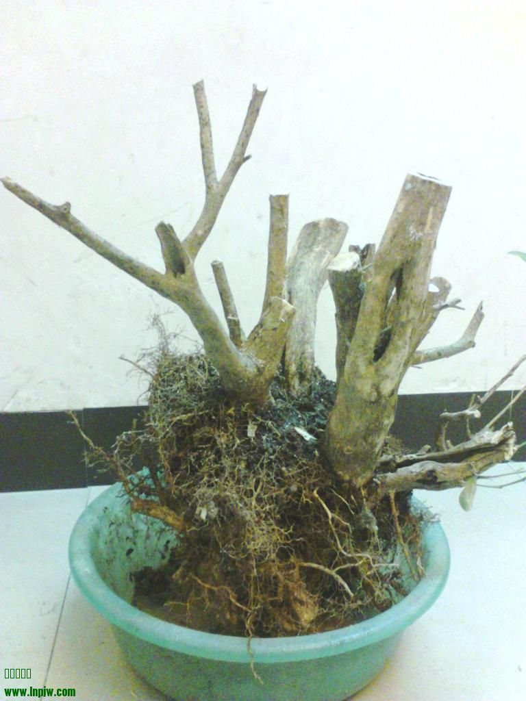 IMG_20131210_212111.jpg