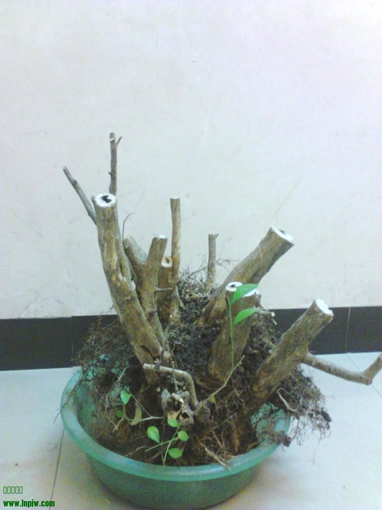 IMG_20131210_212143.jpg