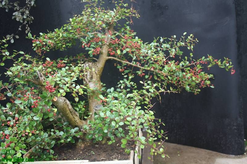 Ƭ20131026ۺ 525.jpg
