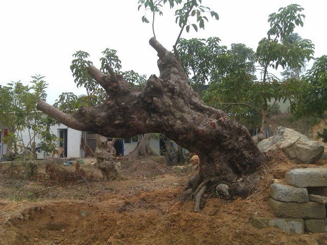 IMAG0071.jpg