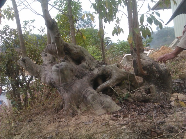 IMAG0072.jpg