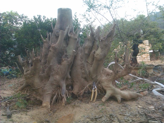 IMAG0069.jpg