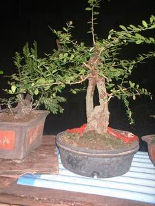 С DSCF0023.JPG