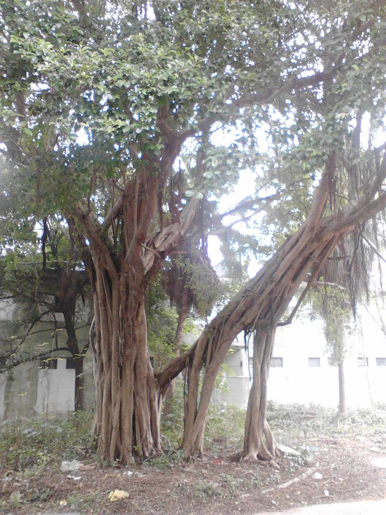 IMG_20131211_111815.jpg