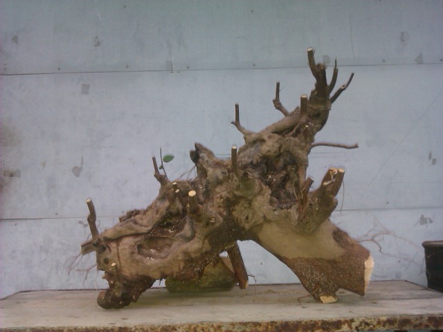 IMAG0080.jpg