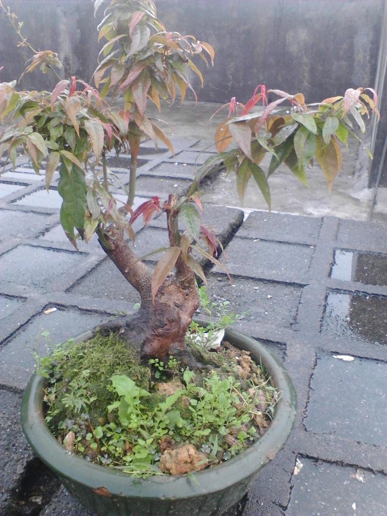 IMG_20131215_094537.jpg